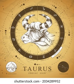 Vintage magic witchcraft card with astrology Taurus zodiac sign. Realistic hand drawing bull head. Zodiac characteristic