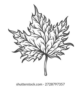 Vintage maple leaf with detailed veins and sharp edges. Botanical foliage drawn in classic engraved style, monochrome plant illustration, hand drawn leaf artwork, outline vector illustration.