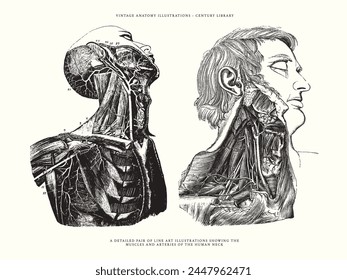 Vintage Medical Anatomy Illustrations showing the Veins and Arteries of the Human Face and Neck