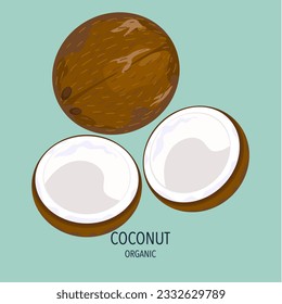 Vintage and modern style coconut vector illustration. half-full coconut fruit on a colorful background.