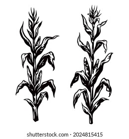 Vintage monochrome concept of corn plants isolated vector illustration