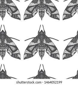 Vintage moth seamless pattern. Vector background with high detailed insect sketches. Hand drawn illustration. Vintage entomological drawing. Black and white art