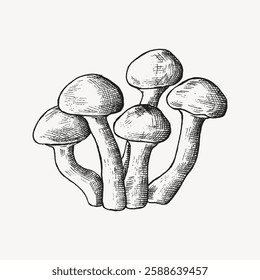 Vintage mushroom illustration in black and white. Detailed mushroom drawing showcases textured caps and stems. Perfect for nature-themed designs and art. Vintage illustration isolated, vector.