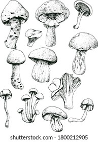 Vintage mushrooms banner. Edible mushrooms vector background. Hand drawn food drawings. Forest plants sketches. Perfect for recipe, menu, label, icon, packaging, Botanical design template