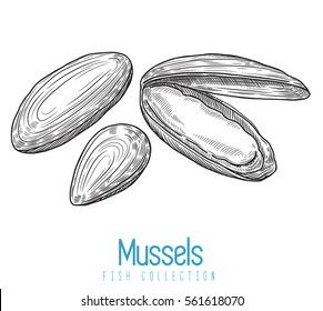 vintage mussel set drawing, seafood,shellfish, hand drawn mussels isolated on white background, Vector engraving illustration, Suitable for graphic and packaging design,  advertising, web, etc.