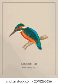 Viejo libro ilustrativo colorido kingfisher