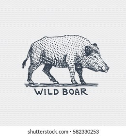 vintage old logo or badge, label engraved and old hand drawn style wild boar, pig.