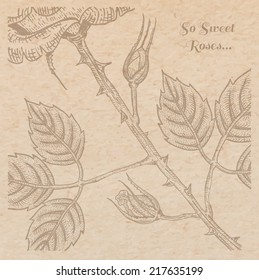 Vintage old paper texture with engraving style rose background, scrapbooking victorian style page, hand drawn vector illustration