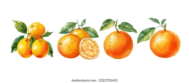 Vintage orange fruit watercolor isolated on white background. Set of healthy food vector illustration