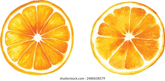 Vintage orange fruit watercolor isolated on white background. Healthy food vector illustration
