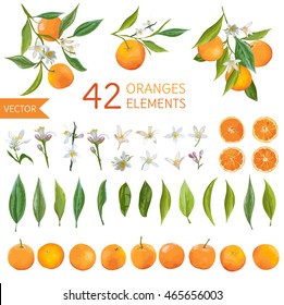 Vintage Oranges, Flowers and Leaves. Lemon Bouquets. Watercolor Style Fruit Background. Vector.