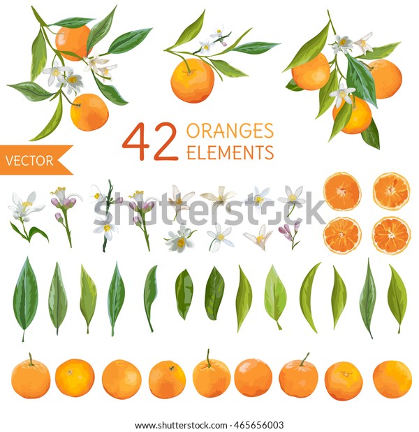 Vintage Oranges Flowers Leaves Lemon Bouquets Stock Vector (Royalty ...