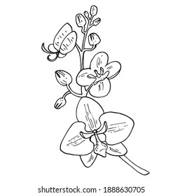 Vintage Orchid Vector Brunch On White Background. Hand-drawn Pencil Sketch. Tropical Flower Set. 