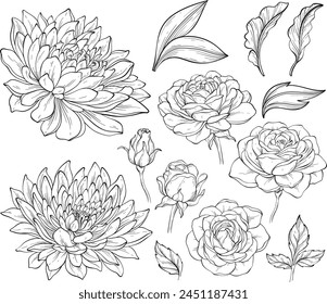 Vintage outline flowers, rose, chrysanthemum and leaves Vector illustration