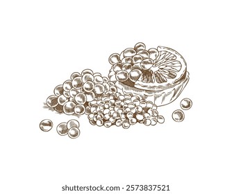 Vintage outline illustration of caviar of different sizes and lemon with tartlet. Hand drawn red and black caviar. Monochrome vector of delicacy product. Isolation background.