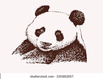 Vintage panda, graphical vector illustration