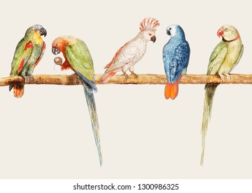 Vintage parrot variety perched on the branch illustration vector