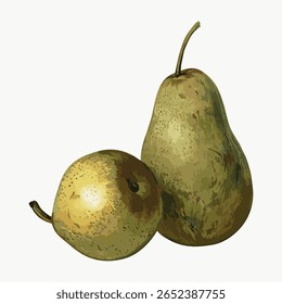Vintage pear fruit illustration, vector isolated on white. Vintage hand drawn food illustration, antique drawing, vector. Vintage fruit illustration vector.