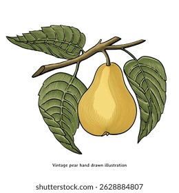 Vintage Pear Hand Drawn Botanical Engraving Illustration