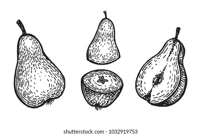 Vintage pears illustration set