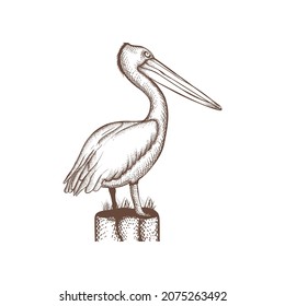 Vintage Pelican Hand Drawing Vector, Cross Hatching Pelican Vector Illustration Isolated Silhouette Image