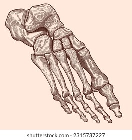 Vintage, pen and ink drawing, foot bones illustration.