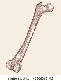 Vintage, pen and ink, femur bone (hipbone) illustration.