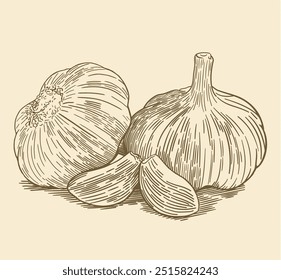 Vintage, pen and ink, garlic sketch illustration.
