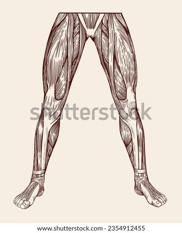Vintage, pen and ink, human lower body muscles anatomy.