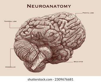 Vintage, pen and ink neuroanatomy scheme. Lower oblique view.