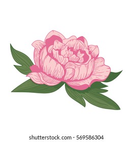 Vintage Peony Flower Vector Illustration Stock Vector (Royalty Free ...