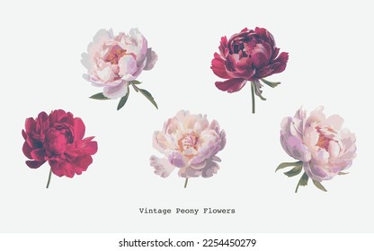 Vintage peony flowers isolated on a white background. Vector design element for floral compositions and bunches. 