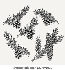 Vintage pine cone and branches element. Hand drawn winter botanical illustration for holiday decor.
