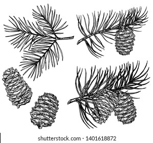 Vintage pine cone and branches element. Hand drawn winter botanical illustration for holiday decor. Pine branches and cones, cedar pine elements.