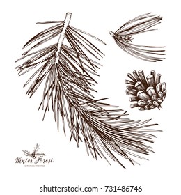 Vintage Pine Tree illustration. Hand drawn conifer sketch with cone on white background. Vector conifer plant.