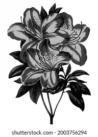 Vintage pink azalea flower free download perfect for printing on fabrics, t-shirts, mugs, decals, pillows, pattern and much more!