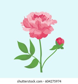 Vintage pink peony flower can be used as greeting card, invitation card for wedding, birthday and other holiday summer natural plant vector illustration.