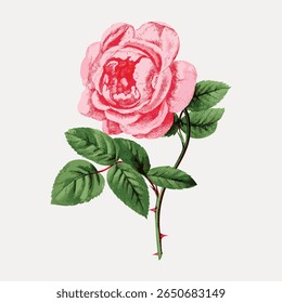 Ilustração rosa rosa vintage com folhas verdes. A rosa, detalhada e elegante, mostra a arte botânica clássica. Rosa rosa e folhas verdes criam um floral atemporal. Vetor de flores vintage.