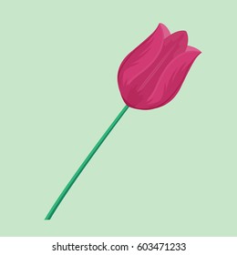 Vintage pink tulip flower can be used as greeting card invitation card for wedding birthday and other holiday summer natural plant vector illustration.