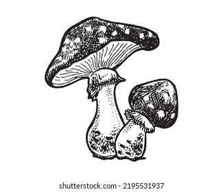 Vintage poisonous mushrooms Autumn forest mushrooms. Retro vector hand drawn illustration. Witchcraft attributes mushroom toadstool fly agaric Sketch AMANITA