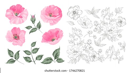 Juego de amapola vintage. El paquete de flores de boda. Colección de flores de acuarelas detalladas de adornos hechos a mano. Colección de cachorros rojos. Ilustración vectorial.