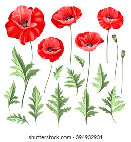 Vintage poppy set. Wedding flowers bundle. Flower collection of watercolor detailed hand drawn poppies. Vector illustration. 