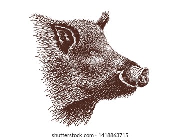 Vintage portrait of wild boar,graphical illustration,sepia