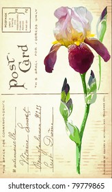 Vintage postcard with a flower iris hand drawing