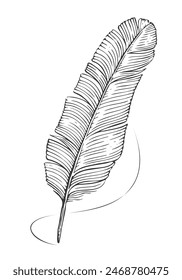 Vintage quill feather, ink writing pen. Writer and poetry symbol. Hand drawn line art drawing style