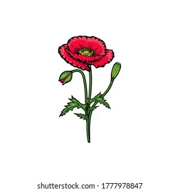 Vintage red blooming poppy flowers concept on white background isolated. Wild summer exotic leaf wildflower vector illustration. poppy element Idea for business visit card, typography