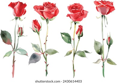 Vintage red rose flowers vector watercolor set. Collection of red roses isolated on white background. Vector illustration