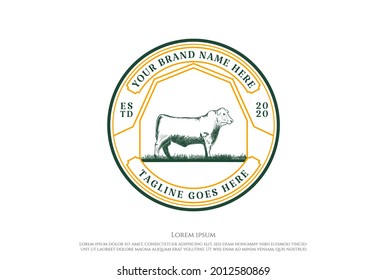 Vintage Retro Angus Cattle for Beef Logo Design Vector