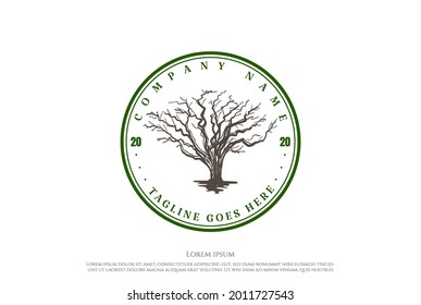 Vintage Retro Dry Dead Oak Banyan Tree Logo Design Vector