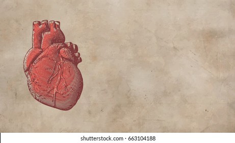 Vintage retro engraving red human heart illustration on old paper background